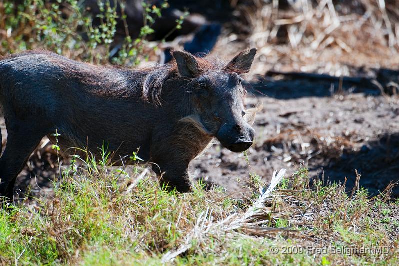 20090613_114245 D300 (5) X1.jpg - Warthogs can live for 15 years in the wild